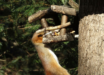 Close-up of squirrel sitting in bird feeder on tree trunk 
 with cute squirrel tail in sunlight