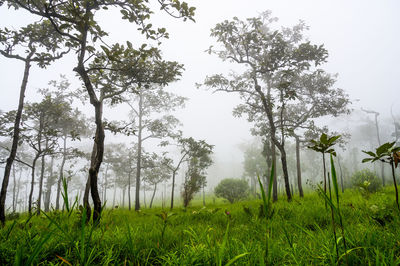 Trees on field against sky during rainy season