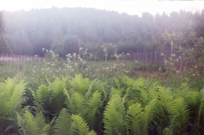 Panoramic shot of trees on field