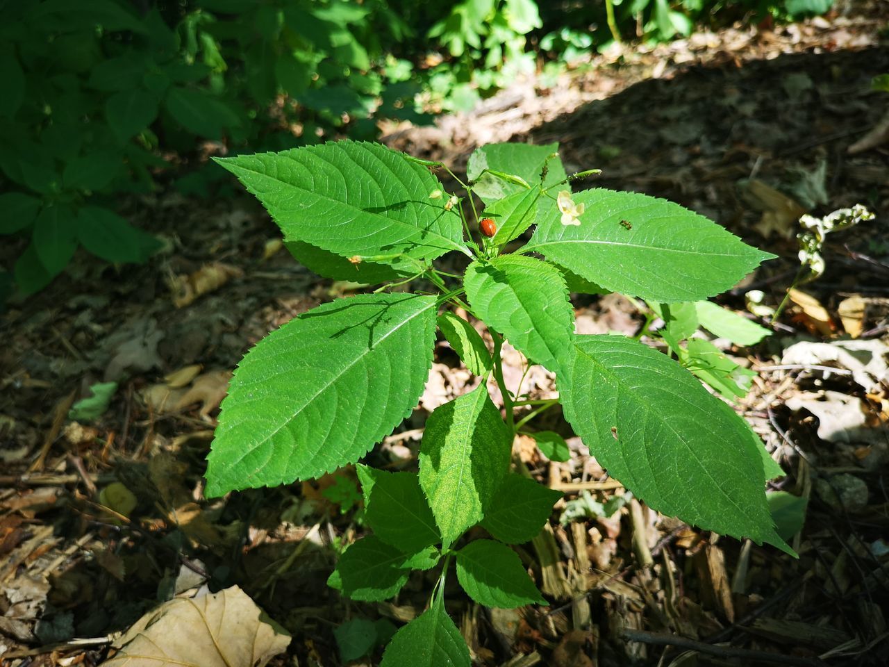 HIGH ANGLE VIEW OF LEAVES ON FIELD