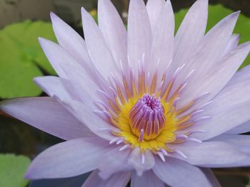 Close-up of purple water lily