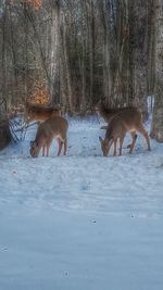 Deer on snow covered trees