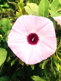 Close-up of pink flower