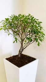 Close-up of potted plant