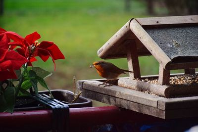 Close-up of bird perching on birdhouse