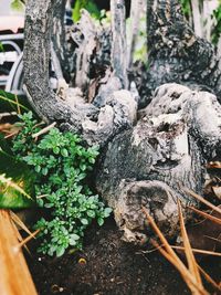 Close-up of tree trunk