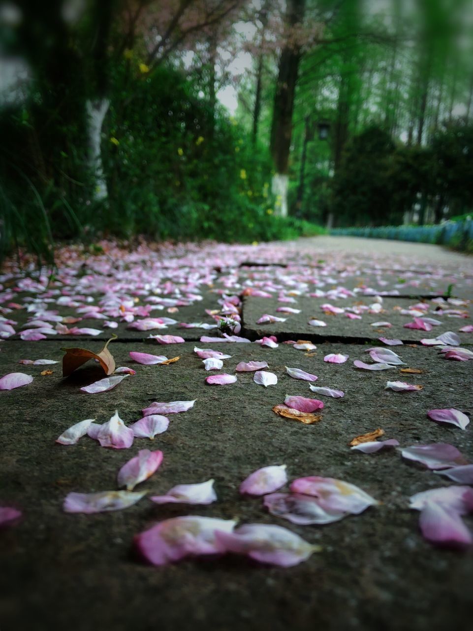 CLOSE-UP OF WATER LILIES ON FOOTPATH AMIDST TREES