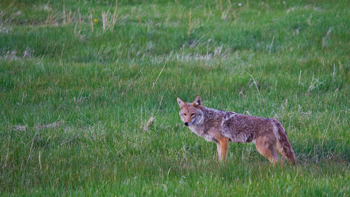 Rabbit on grassy field