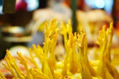 Close-up of yellow flowering plant