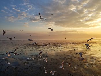 Seagulls flying over sea against sky