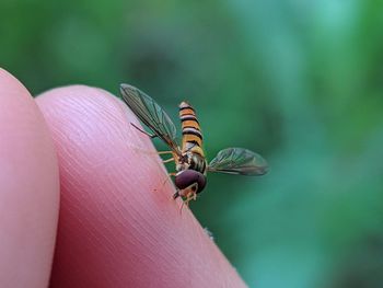 Close-up of insect on hand