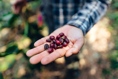 Cropped hand holding chestnuts