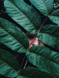 Full frame shot of wet leaves