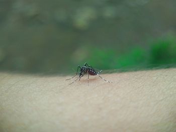 Close-up of insect on hand