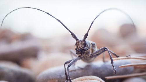 Close-up of insect