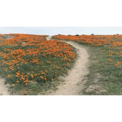 Scenic view of flowering plants on field against sky