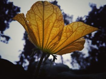 Close-up of yellow flower against sky