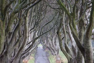 Bare trees in forest