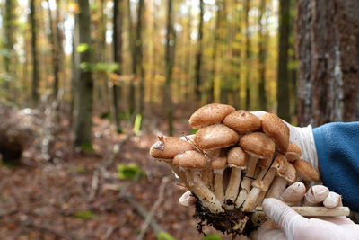 Two hands holding armillaria ostoyae mushroom. autumn forest and morning sunlight bokeh background.