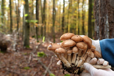 Close-up of mushrooms growing on tree trunk in forest