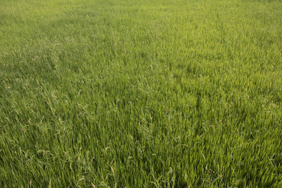 Full frame shot of fresh green field