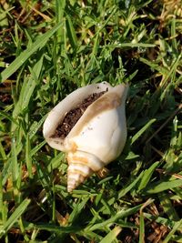 Close-up of shell on grass