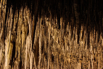 Full frame shot of tree trunk in forest