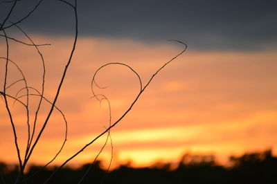 Close-up of silhouette plant against sky during sunset