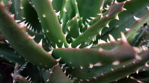 Close-up of prickly pear cactus