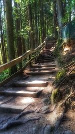 Bamboo trees in forest