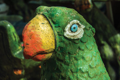 Close-up of a parrot