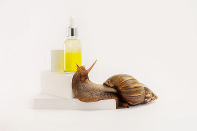 Snail achatina. natural organic cosmetics. skin care cosmetics with snail mucus