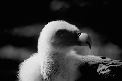 Close-up of bird