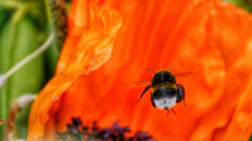 Close-up of bee with flower in background