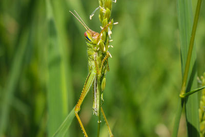Grasshopper and rice grasshopper the rice stalks green background