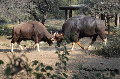 Bulls fighting on road