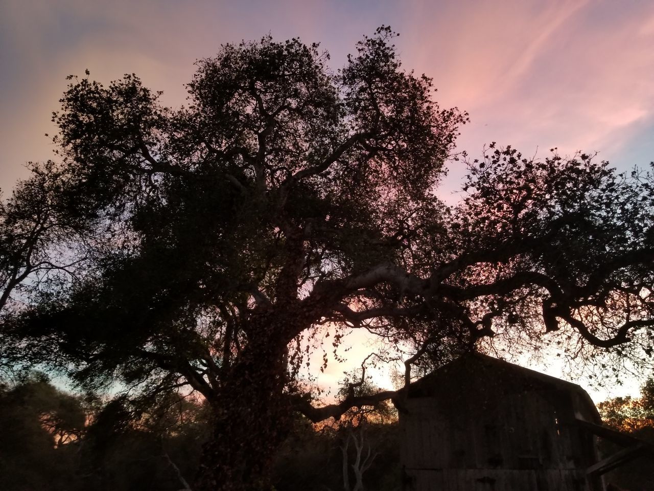 LOW ANGLE VIEW OF SILHOUETTE TREES BY BUILDING AGAINST SKY