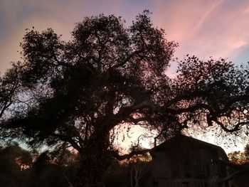 Low angle view of silhouette tree by building against sky during sunset