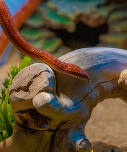 Close-up of snake 