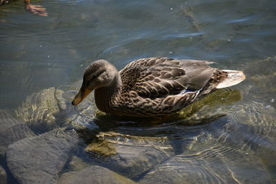 High angle view of mallard duck swimming in lake