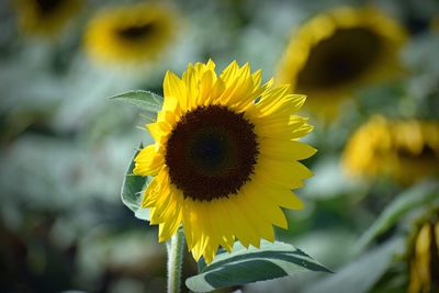 Close-up of sunflower