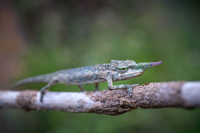 Close-up of lizard on tree