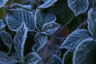 Close-up of frozen plant