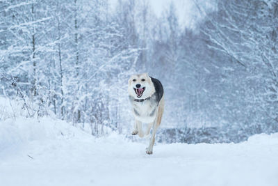 Dog running in snow