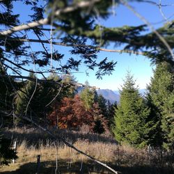Trees growing in forest against sky
