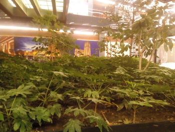 Close-up of plants in greenhouse