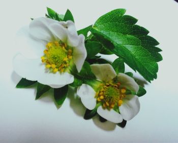 Close-up of white flowers over white background