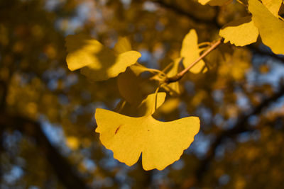 Close-up of yellow leaves against blurred background