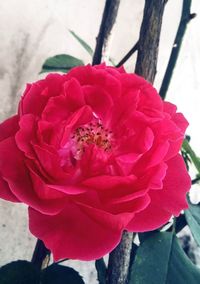 Close-up of red flower