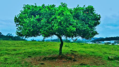 Tree on field against sky